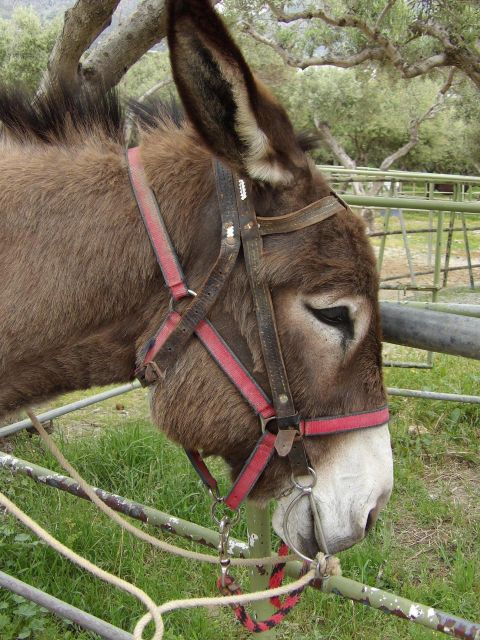 Donkey Riding – Brief & Easy Ride