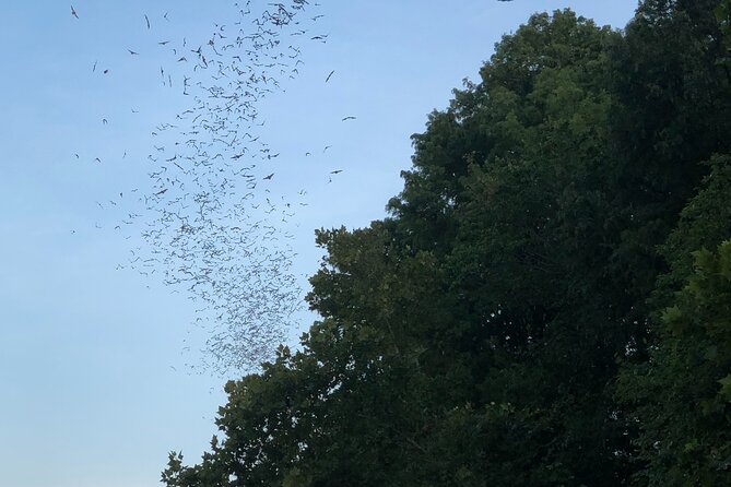 Downtown Austin Sunset Kayak Tour With 1.5 Million Bats - Tour Overview