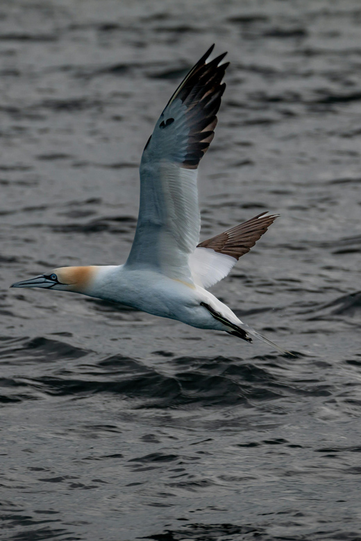 Dublin: History and Wildlife Boat Tour With Live Commentary - Tour Overview