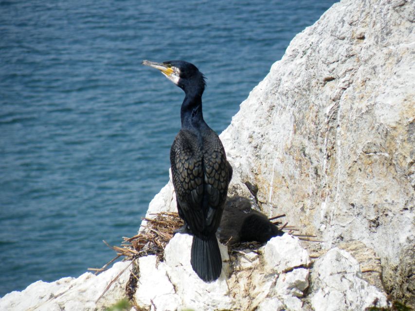 Dublin: Howth Coastal Boat Tour With Irelands Eye Ferries