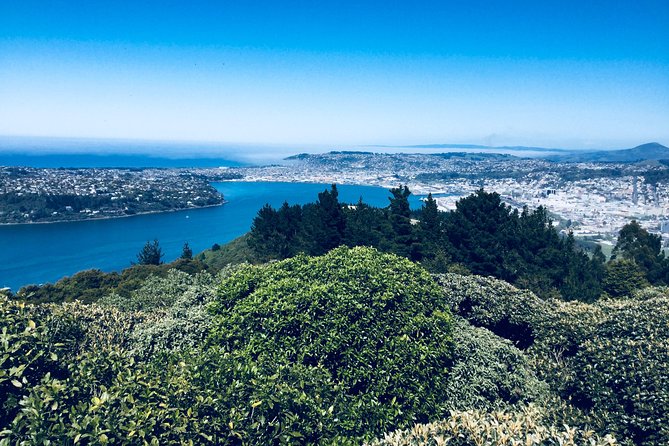 Dunedin City Highlights, Otago Peninsula Scenery & Albatross Guided Tour