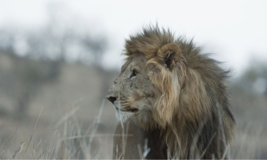 Durban: Hluhluwe Big 5 Safari With Pro Zeiss Binoculars