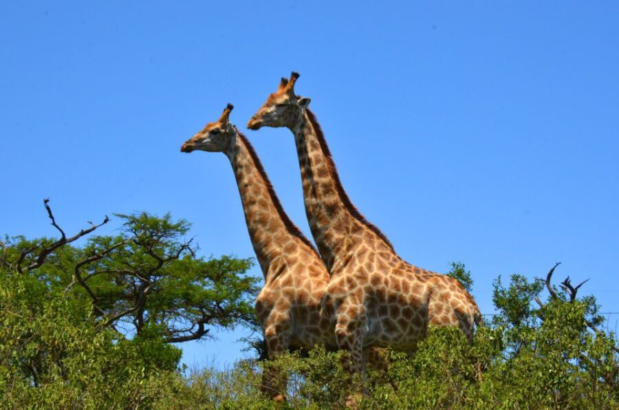 Durban: Hluhluwe Imfolozi Safari & Isimangaliso Tour