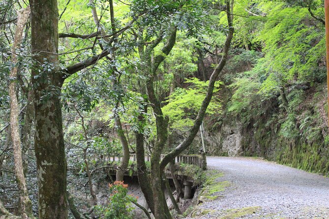 E-Bike Eco Chic Tour Explore 1100 Year Old Primeval Forest - Tour Overview