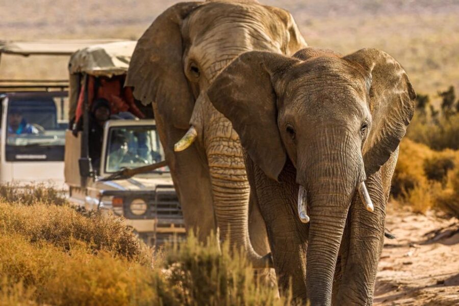 Early Morning Safari Big Five Experience Near Cape Town, SA