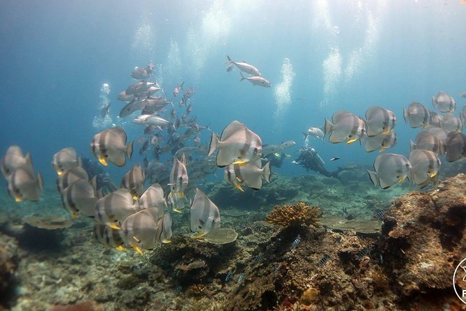Easy Fun Scuba Dive in El Nido - Palawans Underwater Wonderland