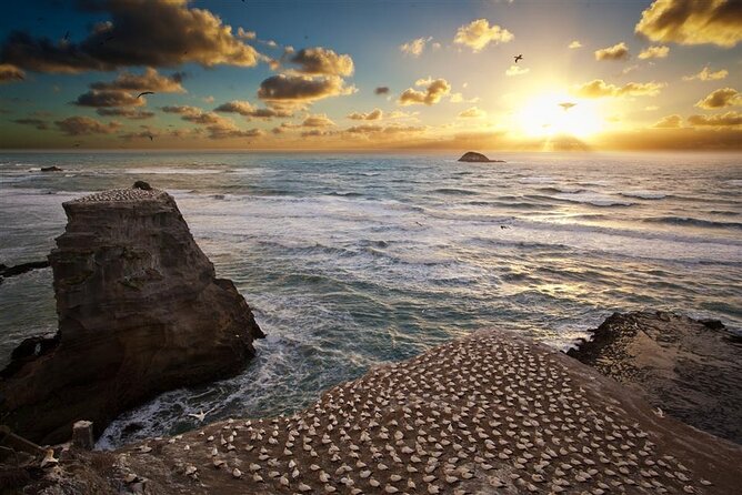 Eco Tour to Muriwai Beach & Gannet Colony Including Transport From Auckland