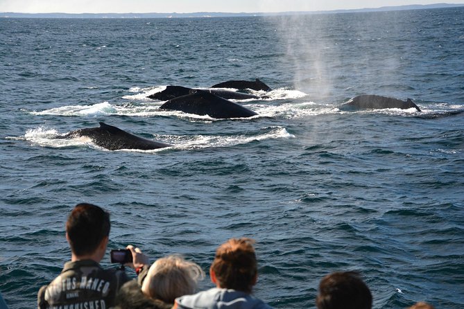 Educational Whale Watching Tour From Augusta or Perth - Inclusions and Exclusions