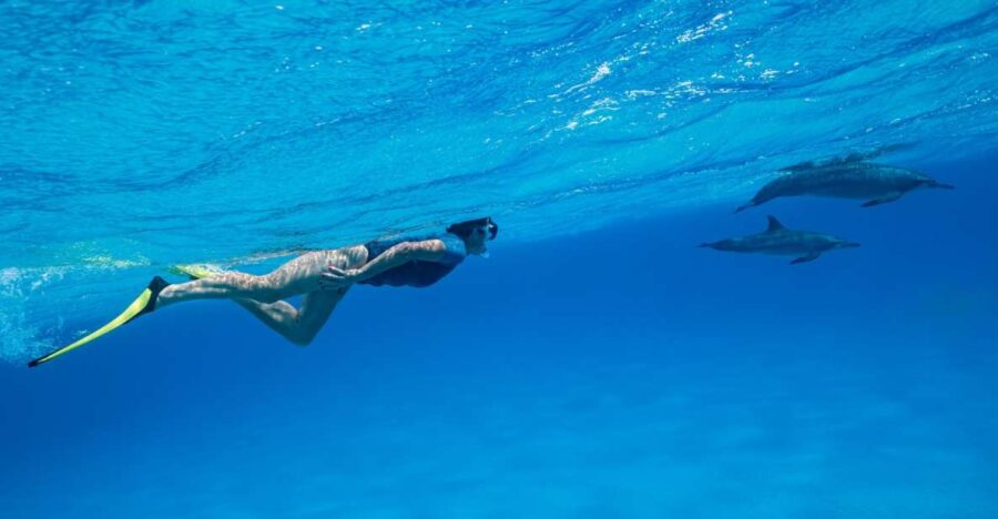 2 Best Dolphin Watching Tours In El Gouna