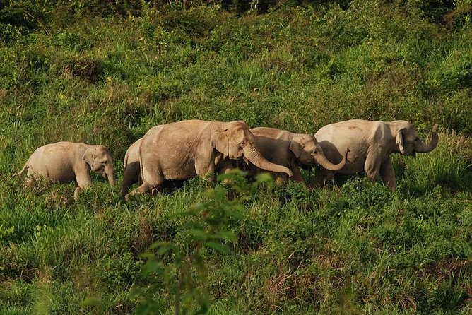 Elephant and Wildlife Watching in Kuiburi National Park - Private Afternoon Tour