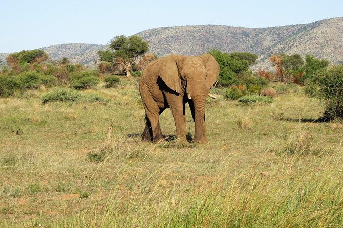 Elephant Sanctuary Tour From Johannesburg or Pretoria