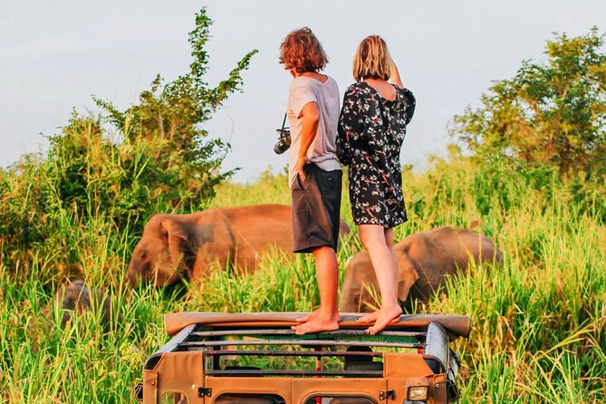 Ella to Mirissa Shuttle & Safari Drive - Overview and Details