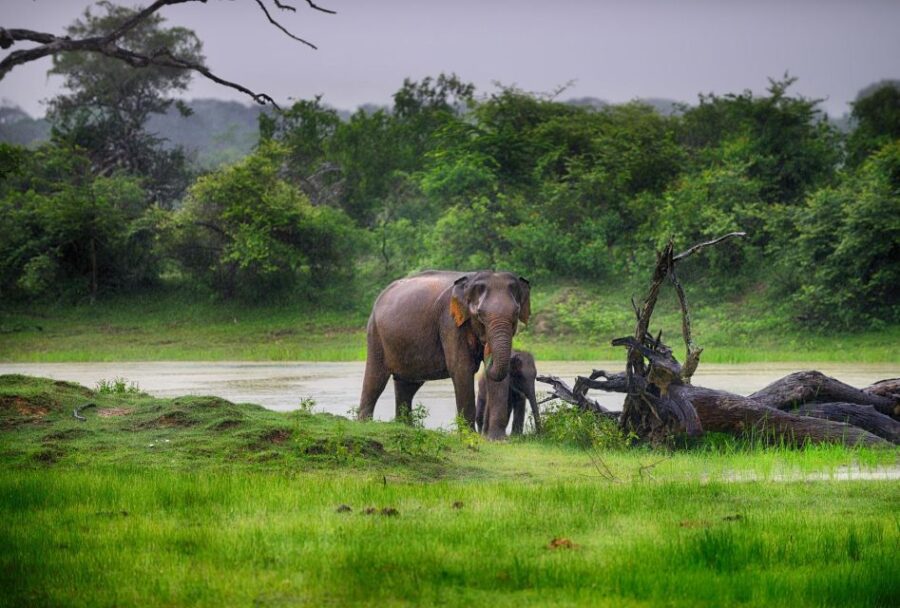 Ella: Transfer to Mirissa/Galle/Hikkaduwa & Yala Safari Tour
