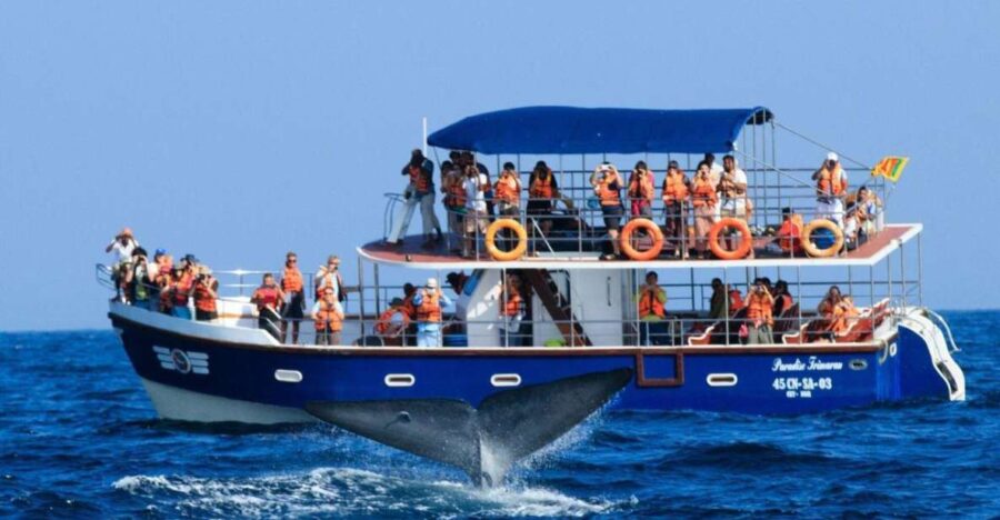 Set out on a Majestic Ocean Odyssey: Whale & Dolphin Magic - Discover the Enchanting Mirissa Whales