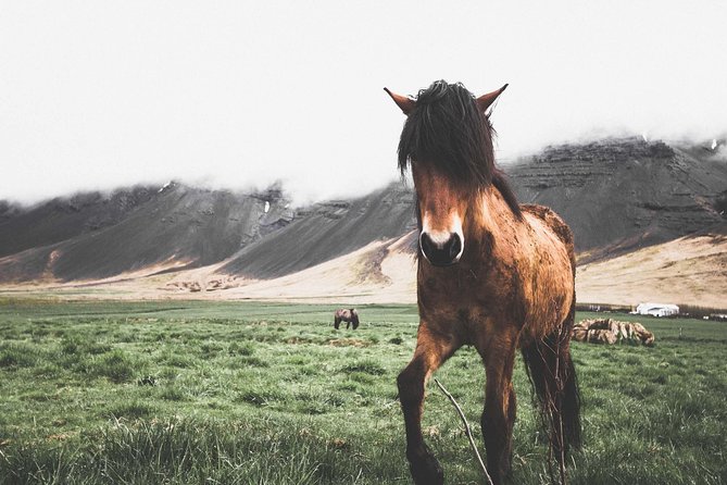 Enchanting Snæfellsnes Peninsula | Small Group Day Tour Including Lunch