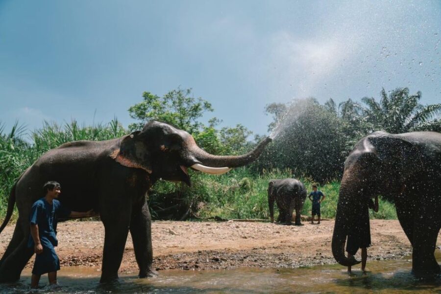 Enjoy Elephant Bathing & Herb With Elephant
