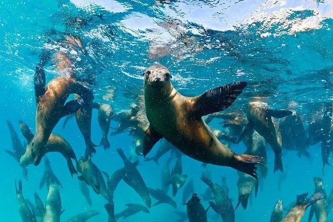 Espiritu Santo Island Combo: Sea Lions and Paddleboard 1 to 6 Private Group - Tour Overview