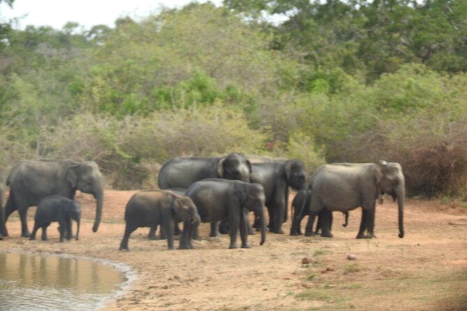 Evening Safari - Yala National Park With Janaka Safari - 02.00 Pm to 06.30 Pm