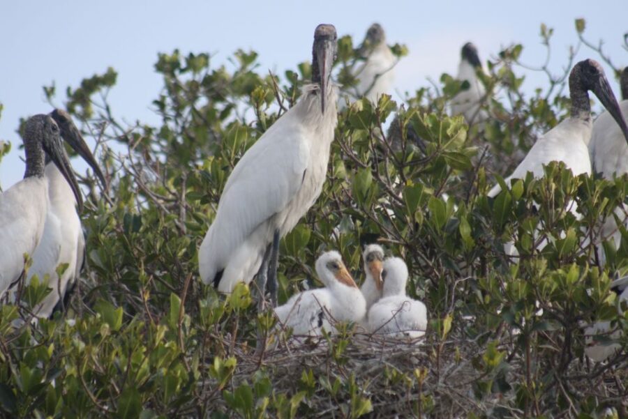 2 Best Safari Tours In Fort Myers