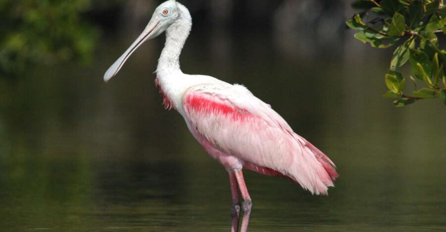 2 Best Safari Tours In Everglades National Park