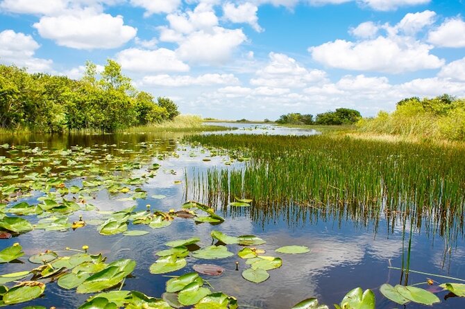 Everglades Small Group Express From Fort Lauderdale +Airboat Ride