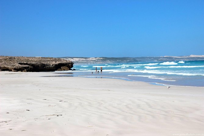 Exceptional Port Lincoln, Seafood and Wildlife Tour