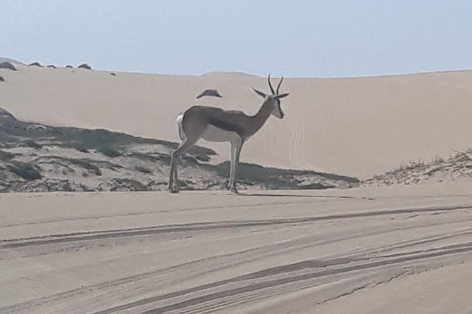 Exhilarating Sandwich Harbour 4×4: Guided Self Drive Experience