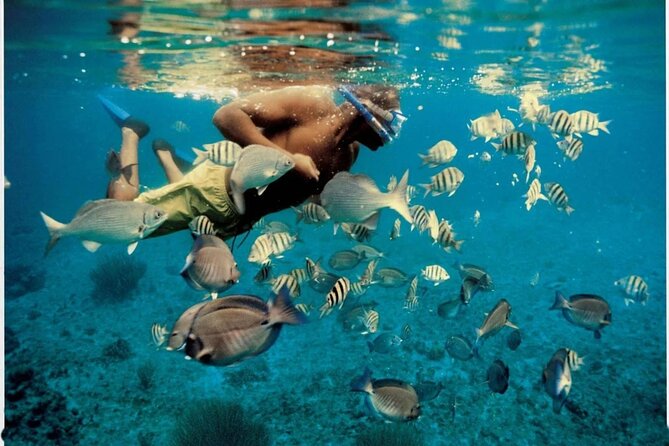 Experience Dolphin Watching and Snorkeling in Muscat