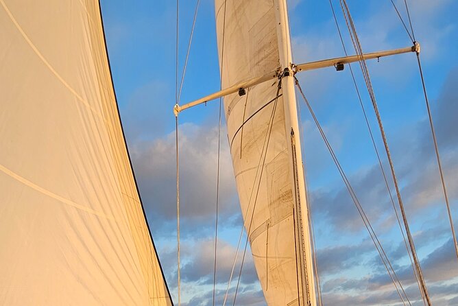 Experience Oceanside Sailing With Whales and Dolphins! - Overview of the Experience