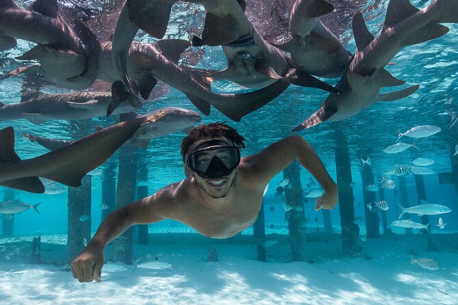Experience The Exumas and the World Famous Swimming Pigs