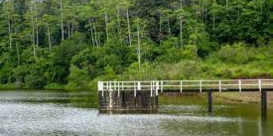 Exploration of Hiyare Forest Through a Nature-Guided Trek