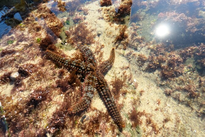 Explore Marine Life in San Diego Tide Pools
