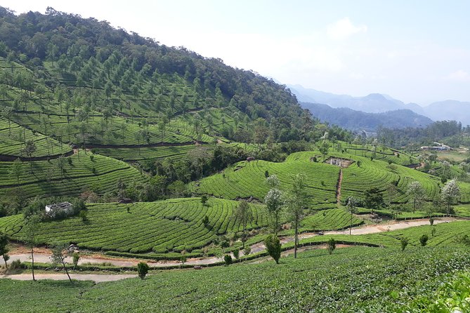 Explore Munnar Day Trip From Cochin ( By Munnar Info)