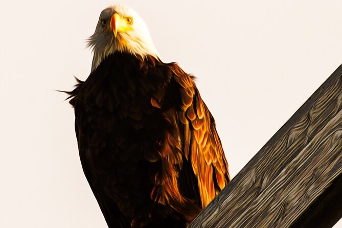 Exquisite Wildlife & Wilderness Photo Tour Anchorage -Whittier