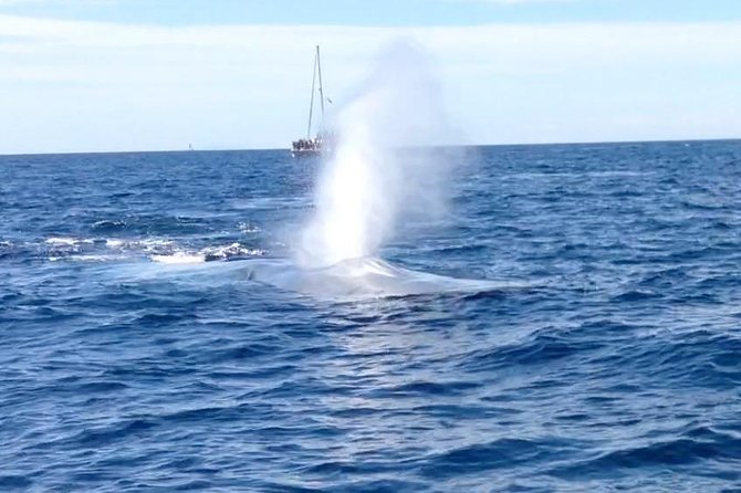 Family and Private Group Whale and Dolphin Watching - Boat and Group Details