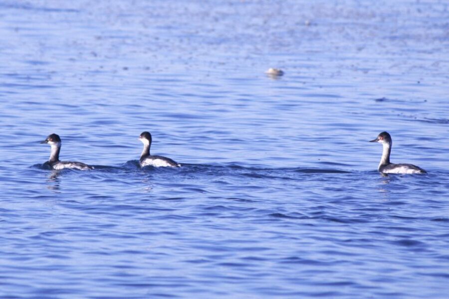 Faro: Real Pudim Boat Tours 6h Ria Formosa Boat Tour