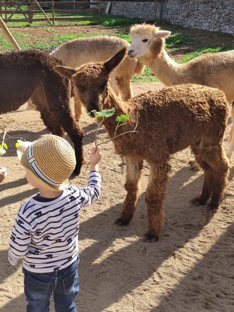 Felanitx, Mallorca: Alpacas Close-Up Experience