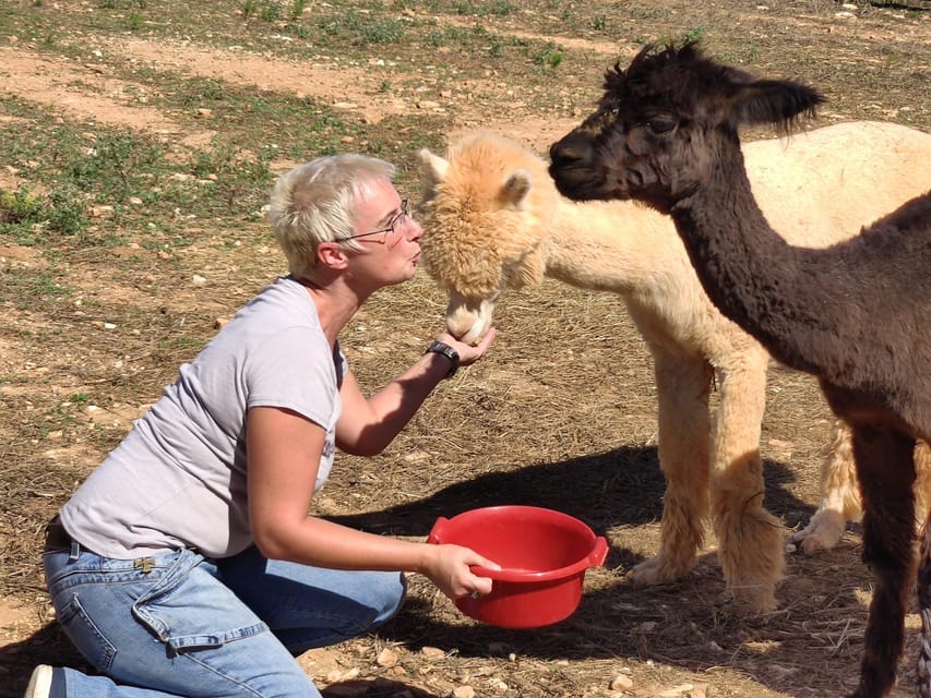 Felanitx, Mallorca: Alpacas Close-Up Experience