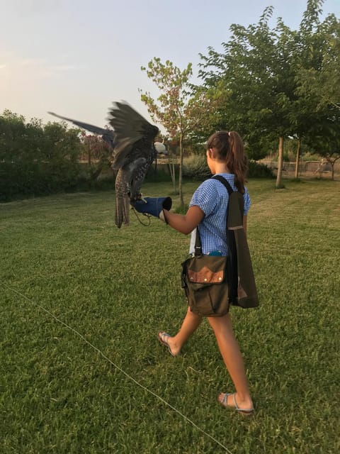 Felanitx, Mallorca: Experience With Falcons With Aperitif