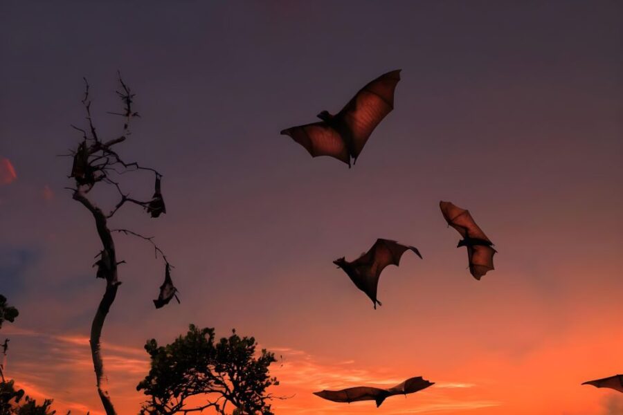 Flying Fox Sunset Cruise Private Boat Charter Labuan Bajo - Activity Overview