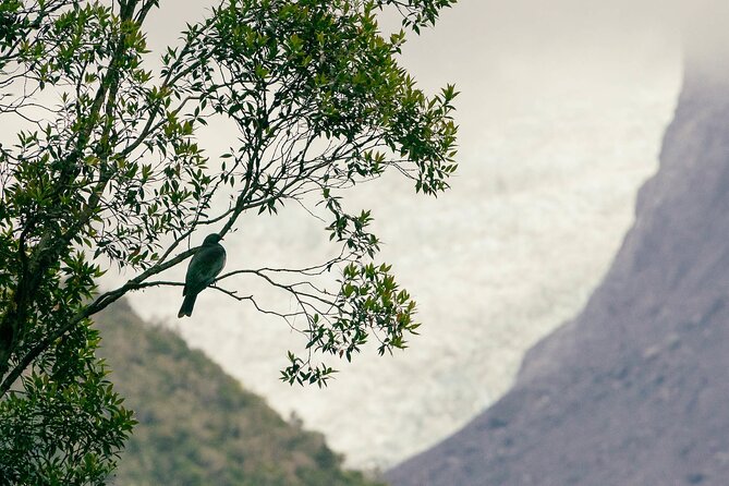 Fox Glacier Nature Tour