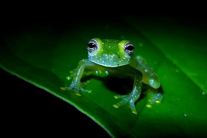Frog Watching Jungle Night Walk - Tour Overview