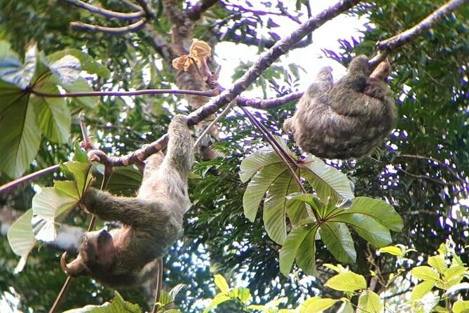 Frogs-Sloths and Coffee- Chocolate Tour