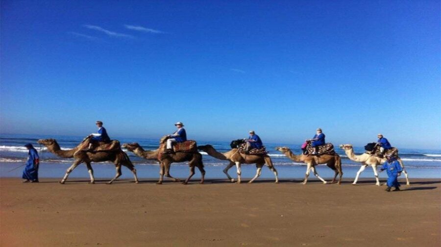 From Agadir or Taghazout : Camel Ride at the Sunset