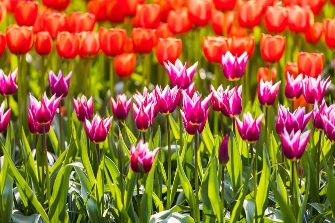 From Amsterdam: Keukenhof Flower Park Ticket and Transfer 2025 - Overview of Keukenhof Flower Park Tour