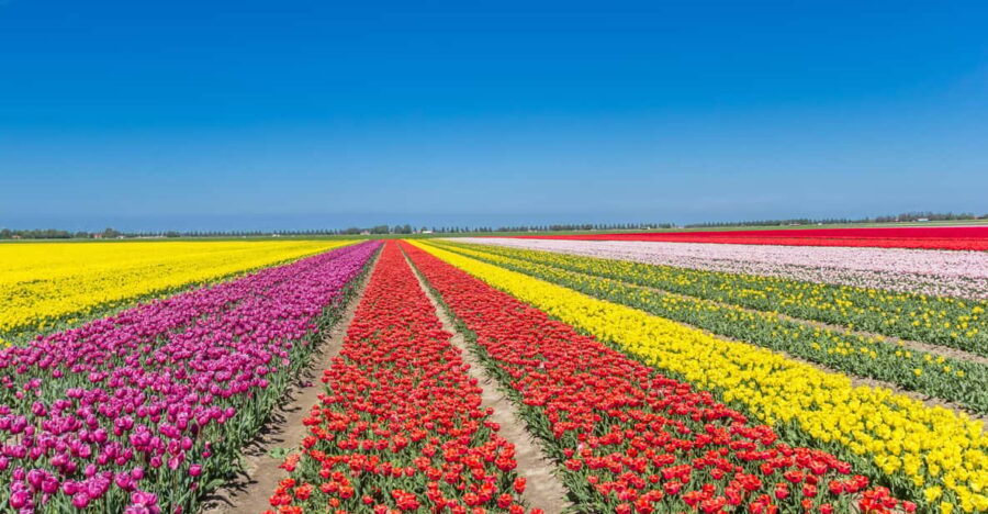 From Amsterdam: Take the Famous Tulip Route Tour - Tour Overview