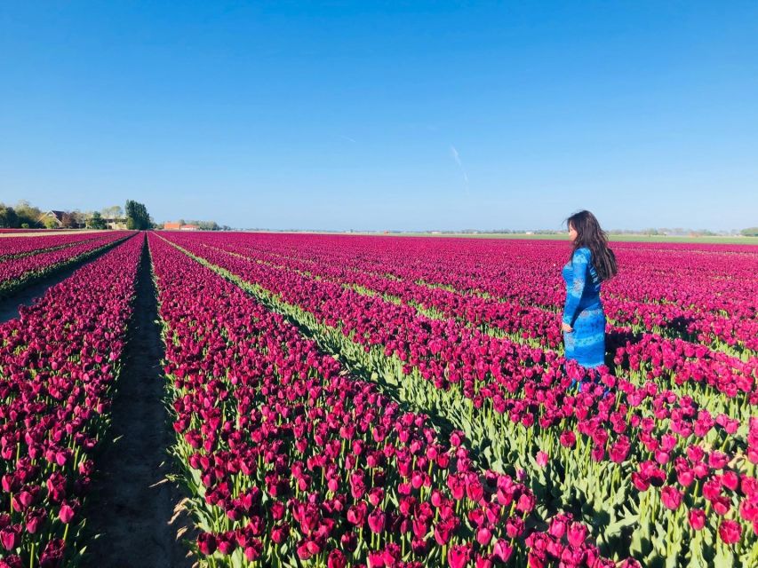 From Amsterdam: Tulip Tour Keukenhof & City Tour Delft - Tour Overview