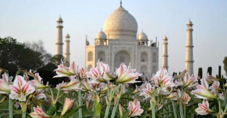 From Banglore: Private Guided Tajmahal Day Trip With Lunch