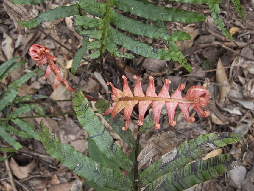From Brisbane: Maiala Rainforest Private Tour