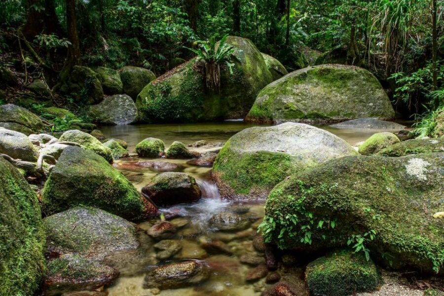 From Cairns: Mossman Gorge Tour & Daintree Rainforest Cruise